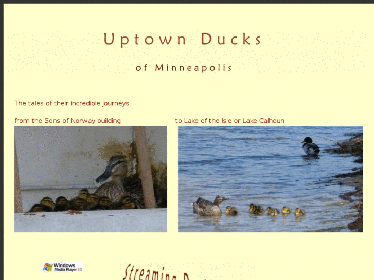 www.uptownducks.org