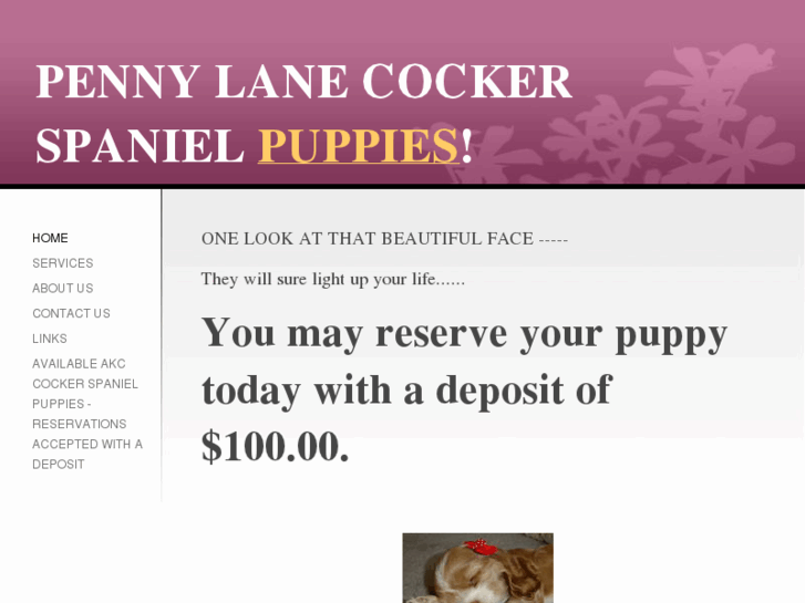 www.pennylanecockerspaniel.com