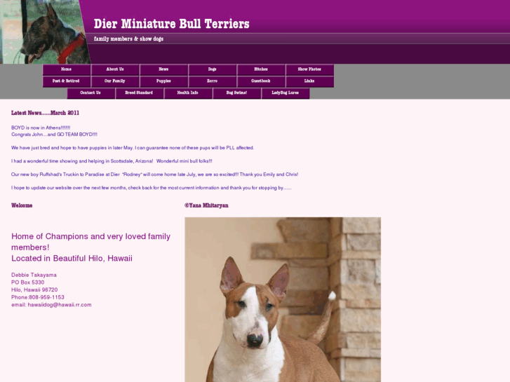 www.dier-miniaturebullterriers.com