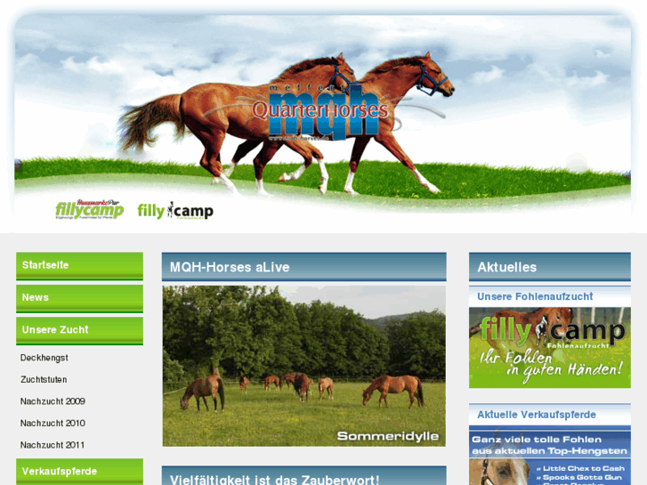 www.mqh-horses.de