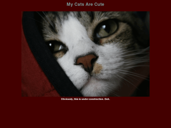 www.mycatsarecute.com