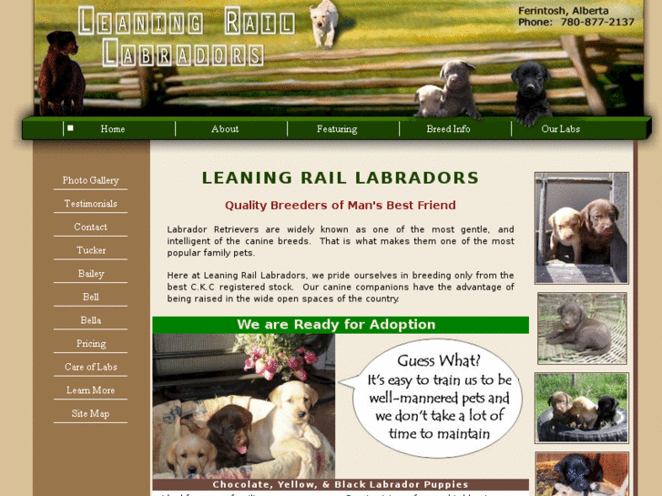 www.leaningraillabradors.com