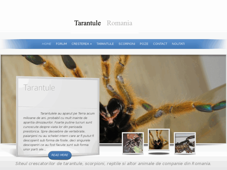 www.tarantule-romania.ro