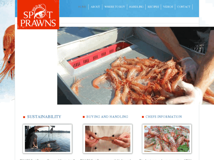 www.wildbcspotprawns.com