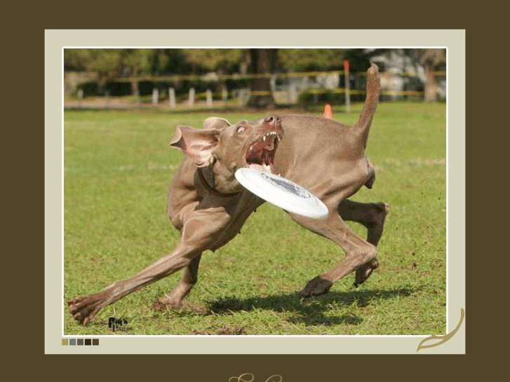 www.regen-weimaraners.com