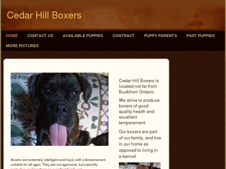 www.cedarhillboxers.com