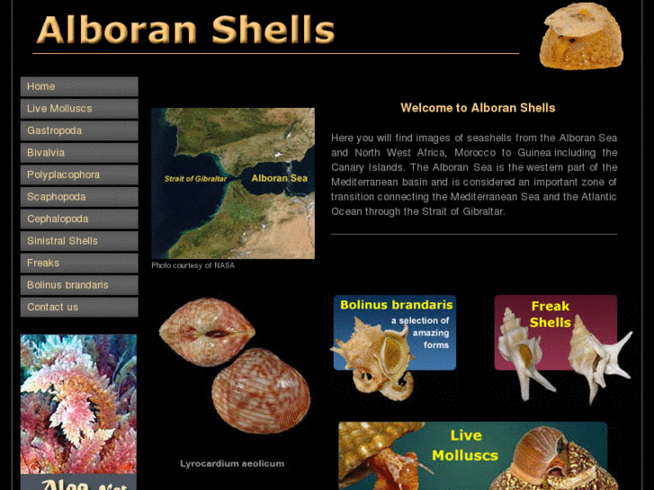 www.alboranshells.com