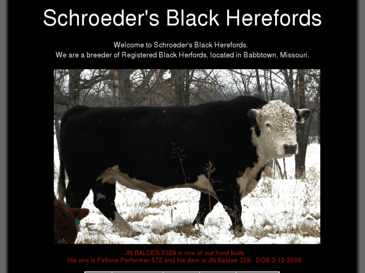 www.schroedersblackherefords.com