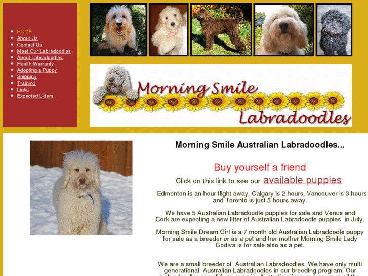 www.morningsmilelabradoodles.com