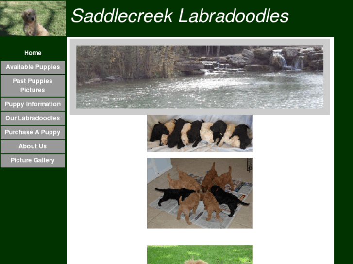 www.saddlecreeklabradoodles.com