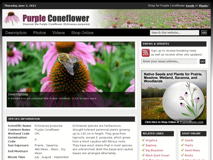 www.purple-coneflower.com