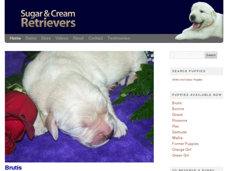 www.sugarandcreamretrievers.com