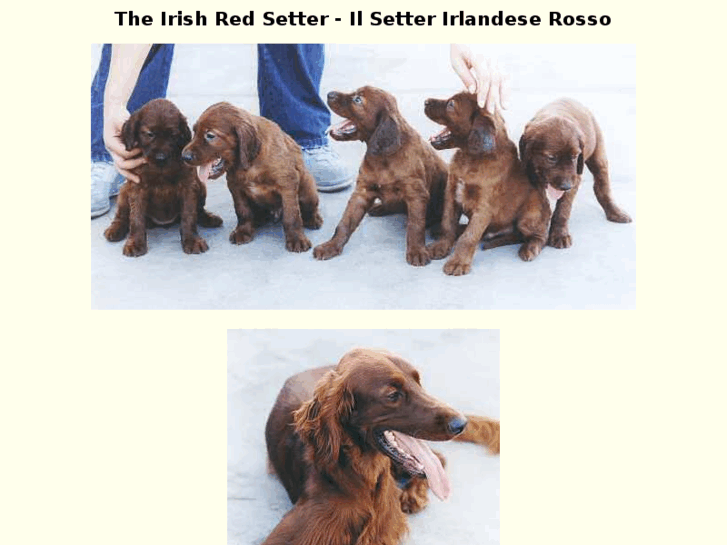 www.irishredsetter.com