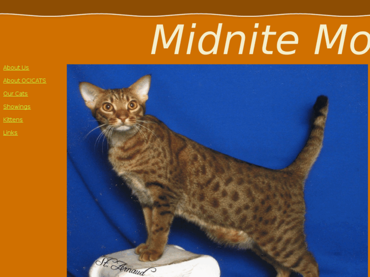 www.midnitemoonocicats.com