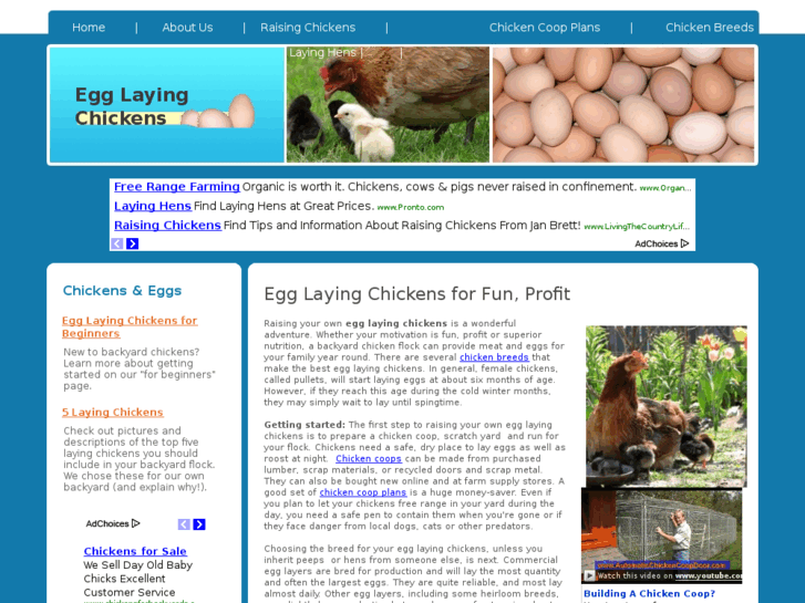 www.egglayingchickens.com