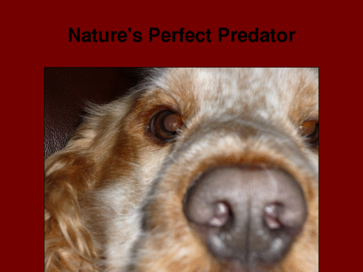 www.naturesperfectpredator.com