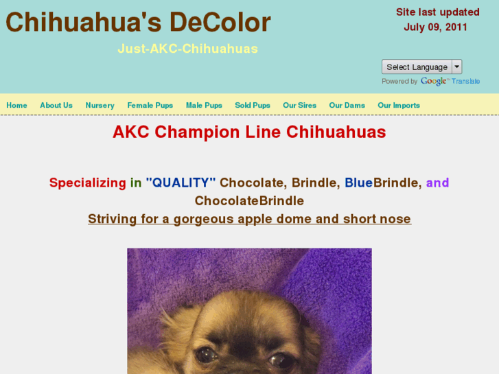 www.chihuahuasdecolor.com