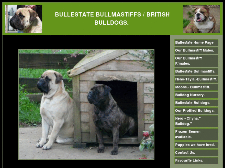 www.bullestate-bullmastiff-bulldog.net