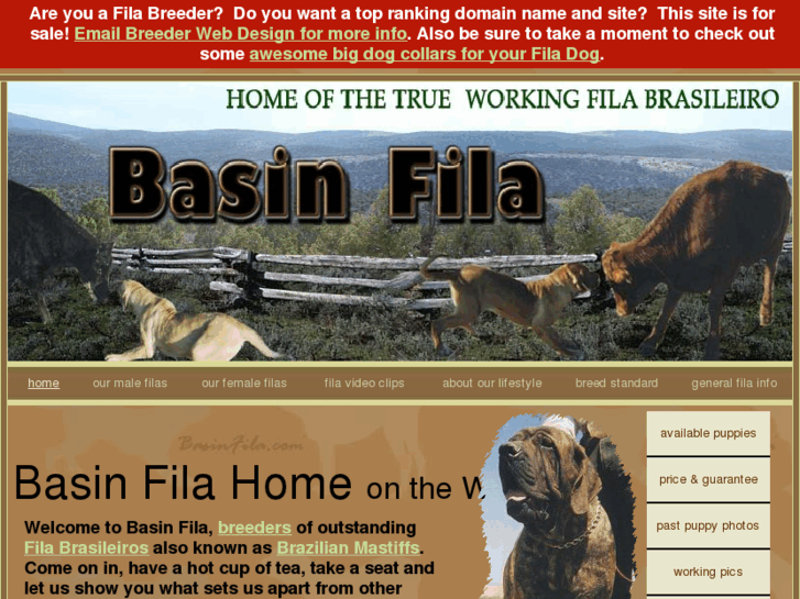 www.basinfila.com