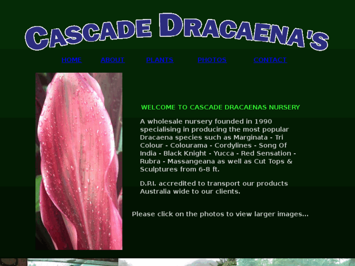 www.dracaenas.net