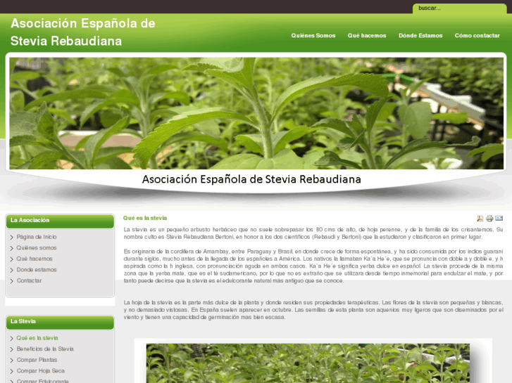www.stevia-asociacion.com
