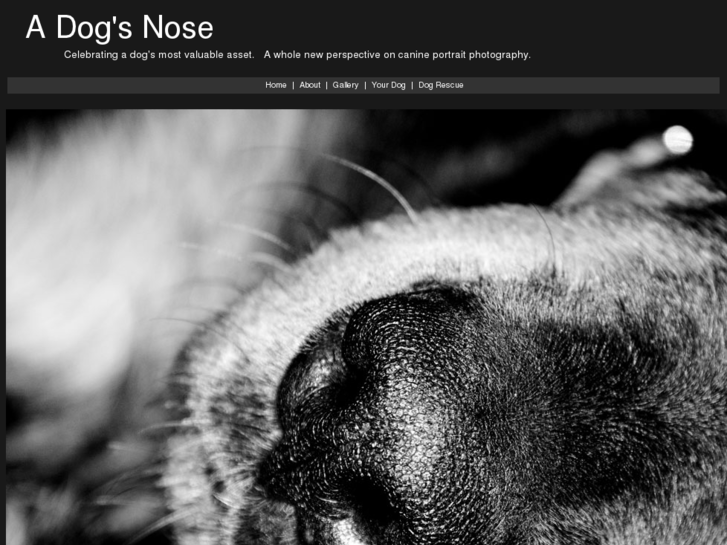 www.adogsnose.com