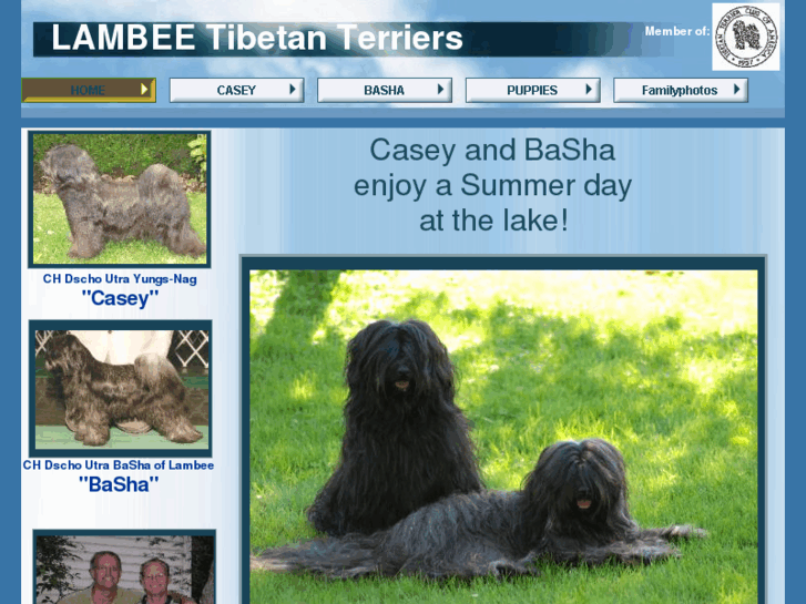 www.lambeetibetanterriers.com