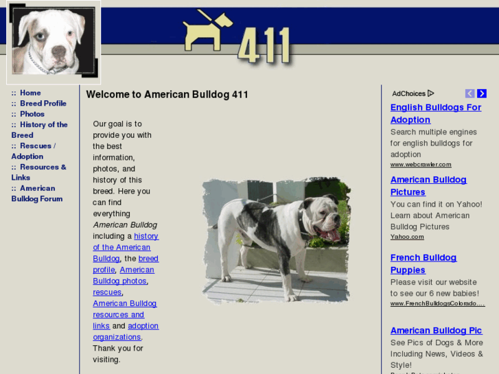 www.americanbulldog411.com