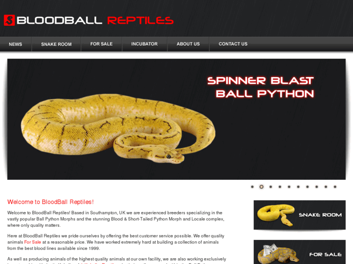 www.bloodballreptiles.com