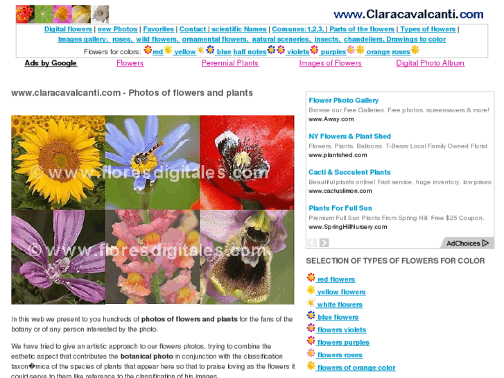 www.claracavalcanti.com