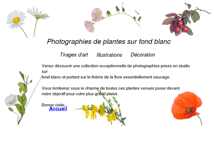 www.plantes-sur-fond-blanc.com