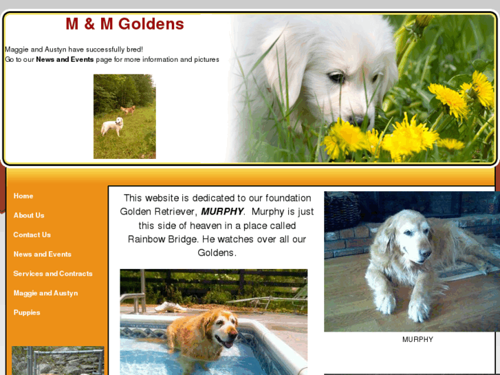 www.mandmgoldens.com