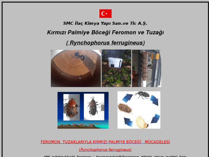 www.palmiyebocegi.com