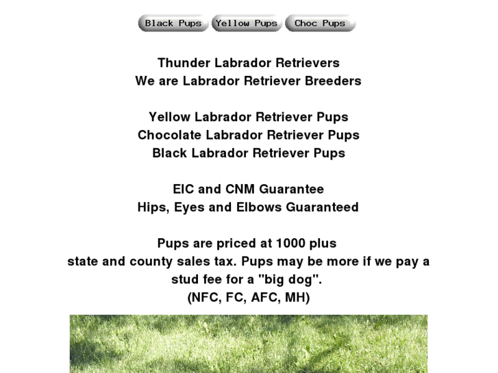 www.thunderlabradors.com