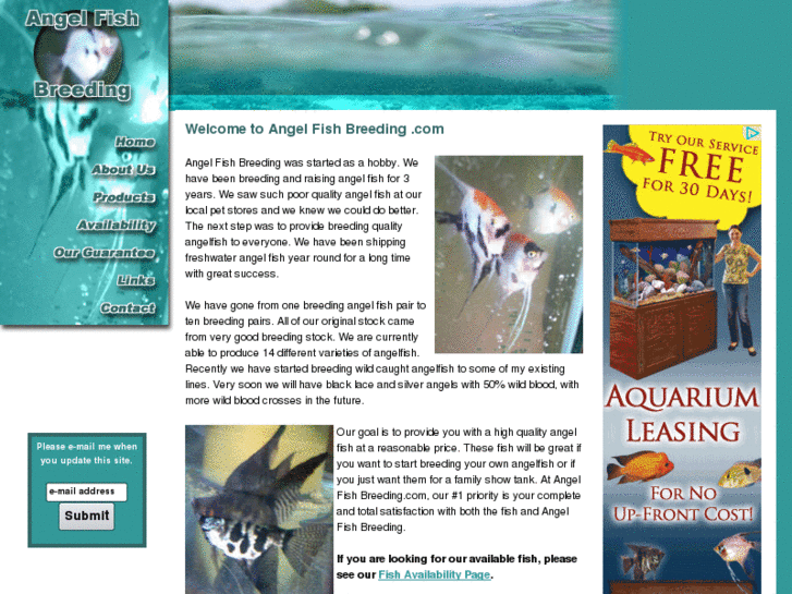 www.angelfishbreeding.info