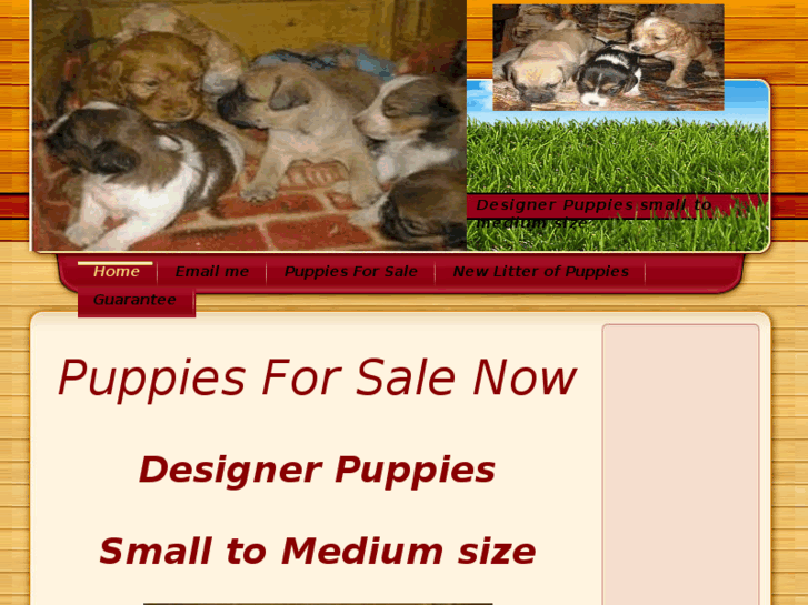 www.puppies-for-sale-now.com