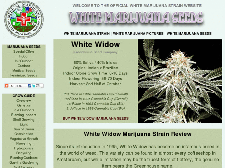 www.whitemarijuanaseeds.com