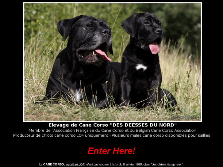 www.canecorsonord.com