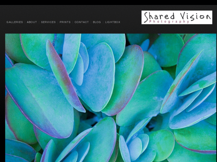 www.sharedvisionphotography.com