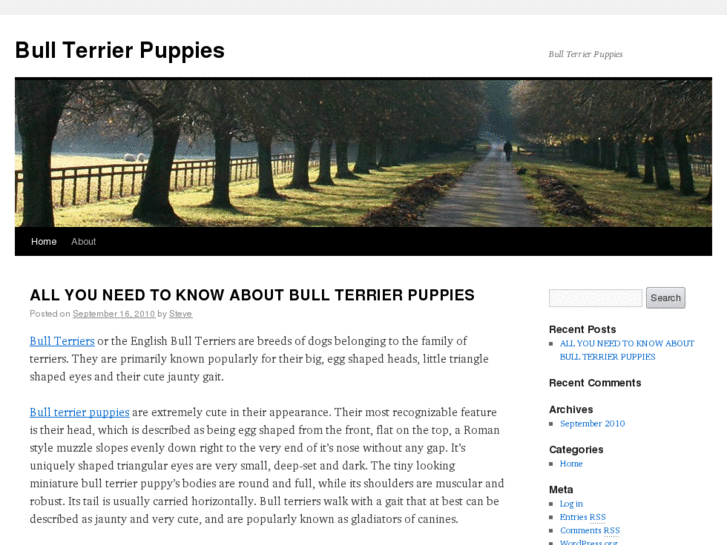 www.bullterrierpuppies.info