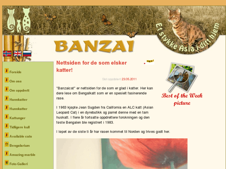 www.bengalcat.no