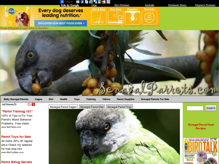 www.senagalparrots.com