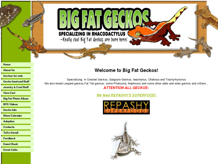 www.bigfatgeckos.com