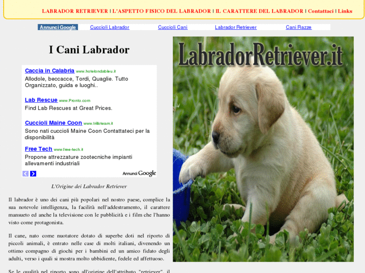 www.labradorretriever.it