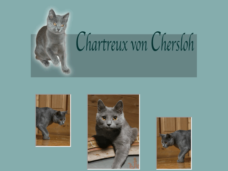 www.chartreux-von-chersloh.com
