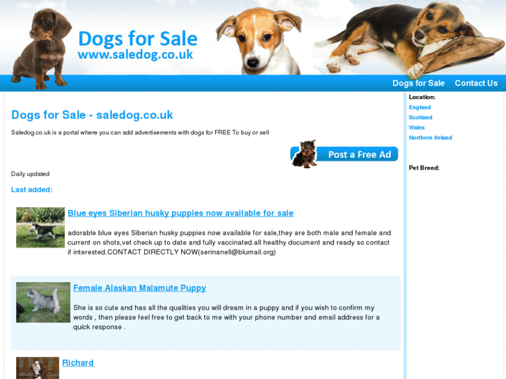 www.saledog.co.uk