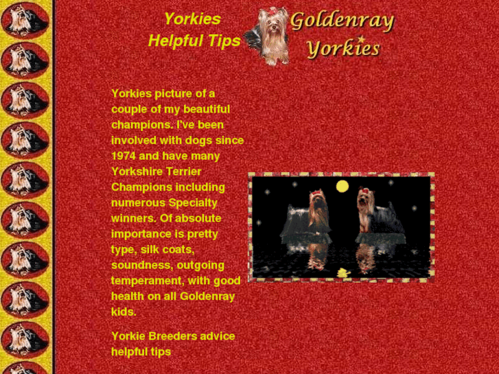 www.goldenrayyorkies.com