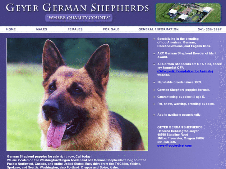 www.geyergermanshepherds.com