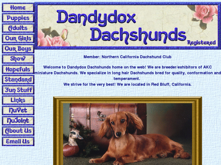 www.dandydoxdachshunds.com