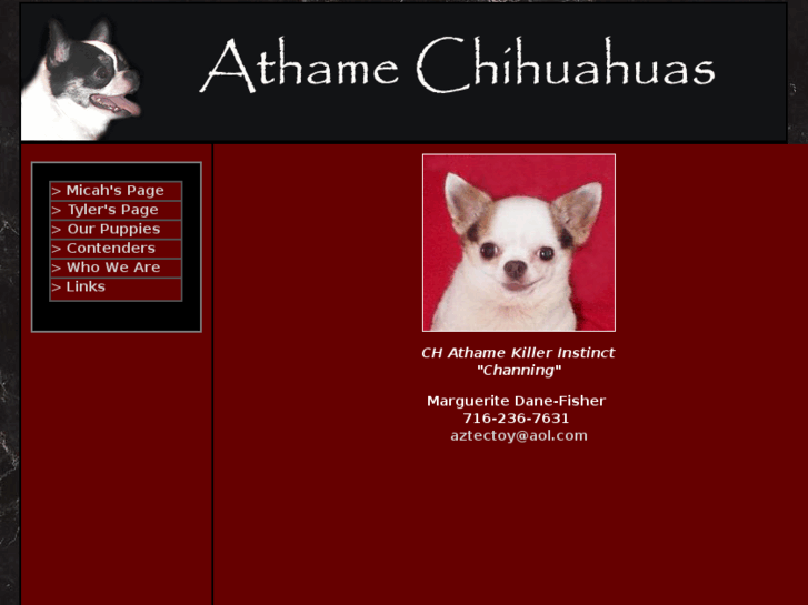 www.athamechihuahuas.com